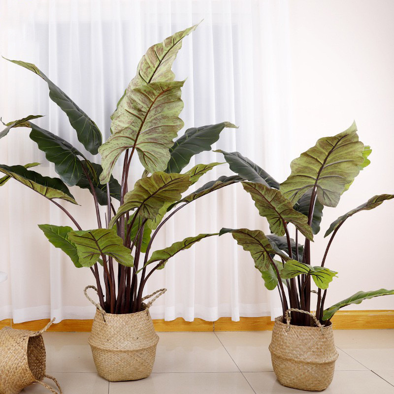 Cây khoai môn giả thân tím kèm giỏ mây