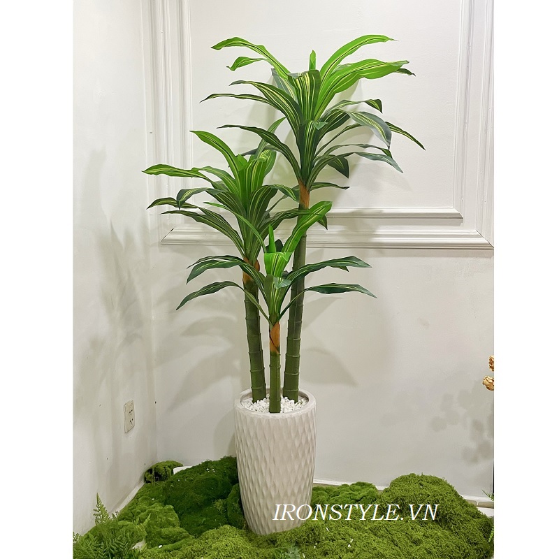 Chậu cây phát tài 3 thân cao 1m8