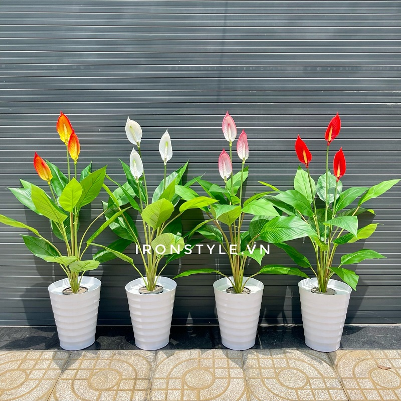 Cây lan ý giả giống thật kèm chậu