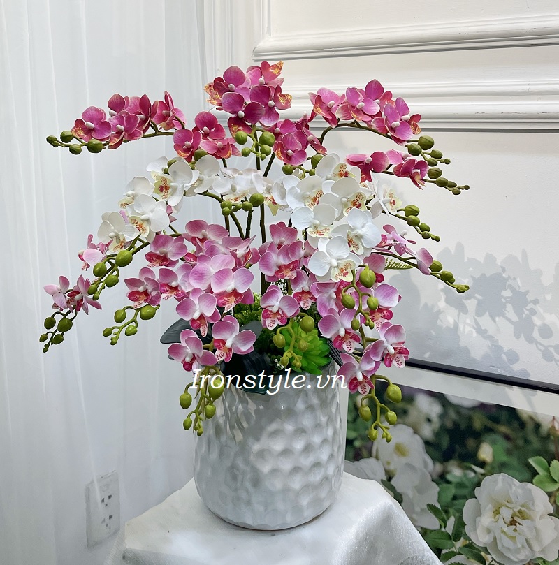 Chậu hoa lan tiểu hồ điệp hồng trắng