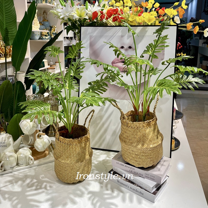 Giỏ cây trầu bà thanh xuân giả decor