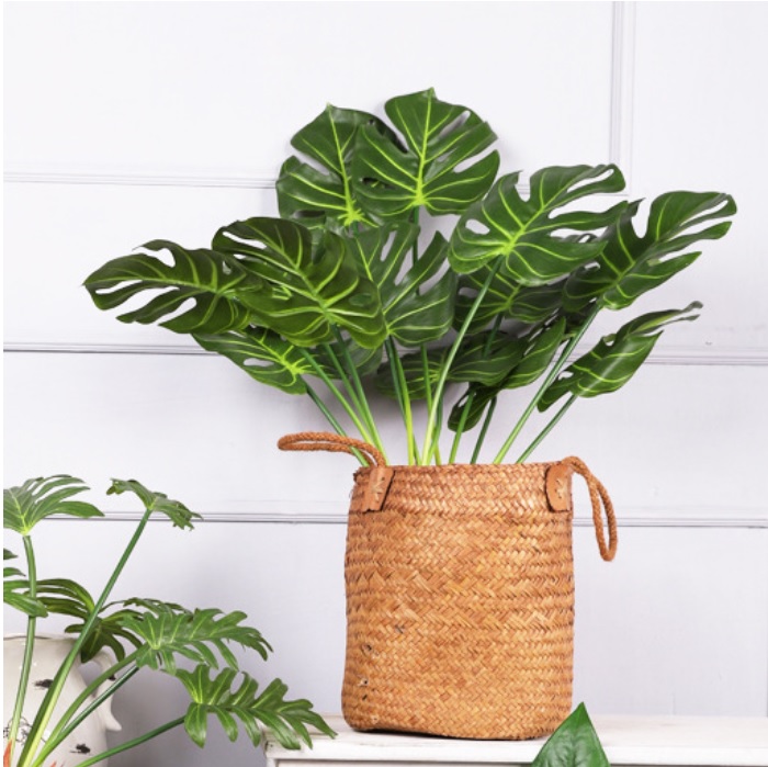 Cây trầu bà lá xẻ (cây lá rùa) 7 lá