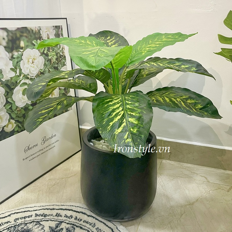 Cây lá vạn niên thanh giả chậu đen cao 80cm