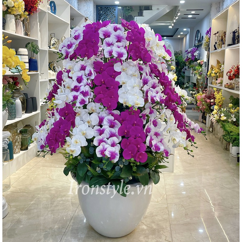 Chậu hoa lan hồ điệp lụa size lớn trang trí