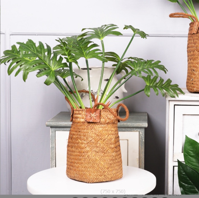 Cây trầu bà thanh xuân 7 lá