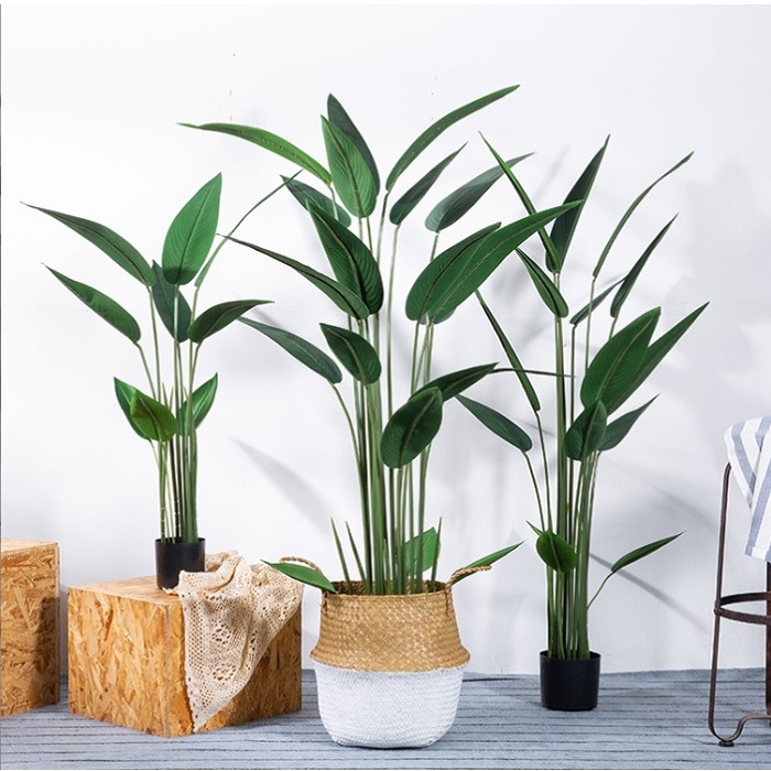 Cây chuối thiên điểu giả trang trí