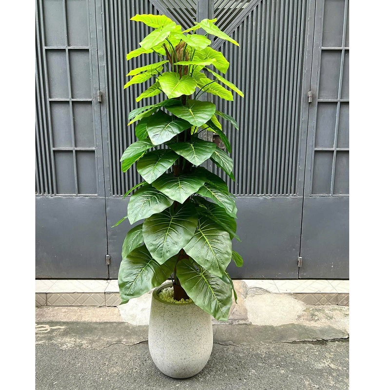 Cây trầu bà leo cột kèm chậu cao 1m8
