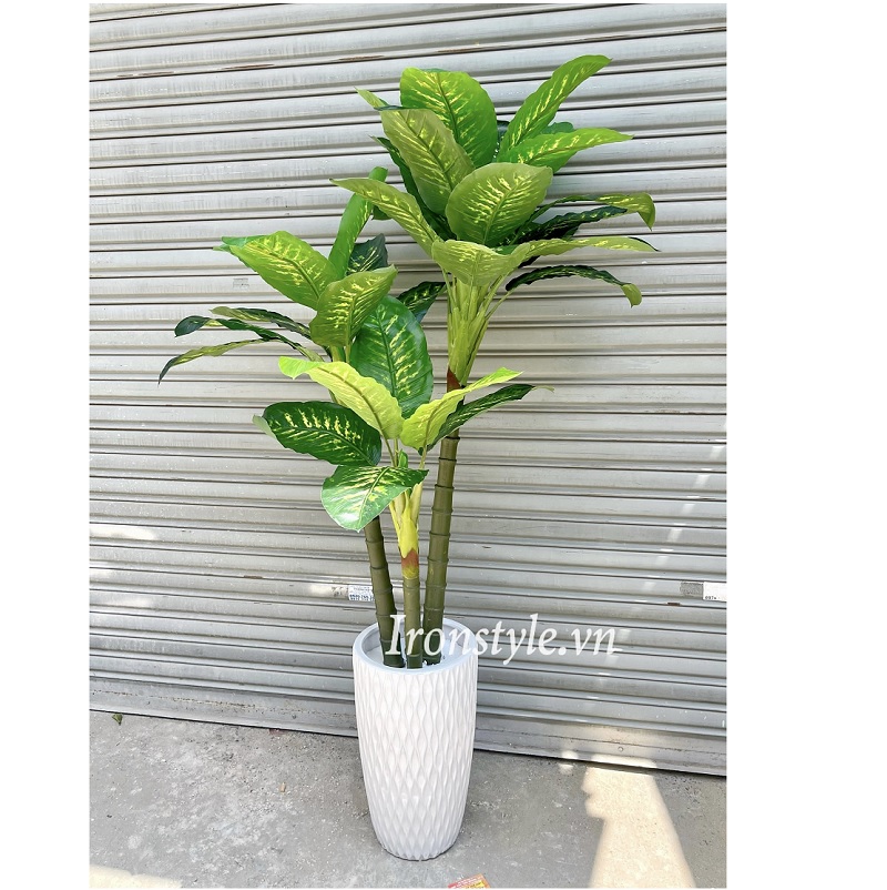 Chậu cây vạn niên thanh giả lá lớn cao 1m8