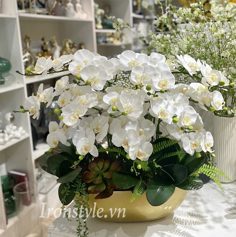 Chậu lan hồ điệp dáng thuyền cắm một mặt